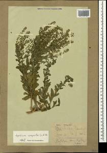 Клоповник полевой, Кресс полевой (L.) W.T.Aiton, Крым (KRYM) (Россия)