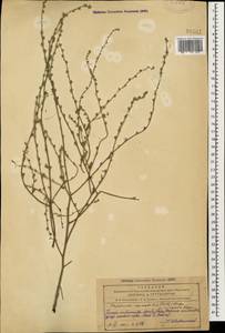 Липучка бородчатая (M.Bieb.) Menyh., Кавказ, Азербайджан (K6) (Азербайджан)