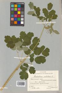 Thalictrum aquilegiifolium subsp. aquilegiifolium, Сибирь, Дальний Восток (S6) (Россия)