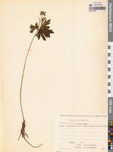 Герань волосистоцветковая DC., Сибирь, Чукотка и Камчатка (S7) (Россия)