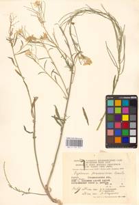 Желтушник душистый Ehrh., Восточная Европа, Западно-Украинский район (E13) (Украина)