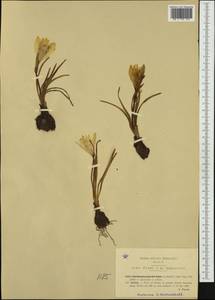 Sternbergia lutea (L.) Ker Gawl. ex Spreng., Западная Европа (EUR) (Италия)