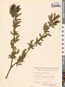 Ива ложнопятитычинковая (Flod.) Flod., Сибирь, Чукотка и Камчатка (S7) (Россия)