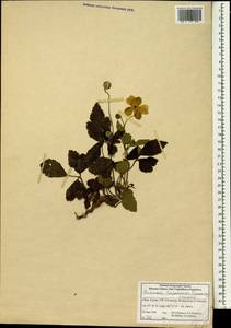 Eriocapitella hupehensis (Lemoine) Christenh. & Byng, Зарубежная Азия (ASIA) (КНР)