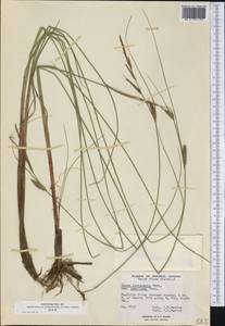 Carex lasiocarpa var. americana Fernald, Америка (AMER) (Канада)