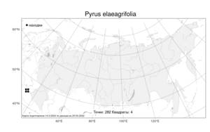 Pyrus elaeagrifolia, Груша лохолистная Pall., Атлас флоры России (FLORUS) (Россия)