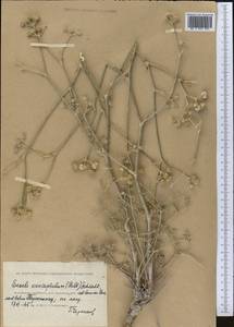 Жабрица пушистоголовая (Pall. ex Spreng.) Schischk., Средняя Азия и Казахстан, Прикаспийский Устюрт и Северное Приаралье (M8) (Казахстан)