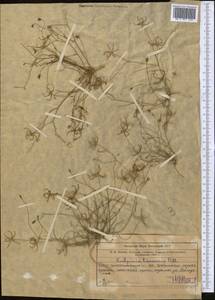 Кельпиния линейная Pall., Средняя Азия и Казахстан, Муюнкумы, Прибалхашье и Бетпак-Дала (M9) (Казахстан)