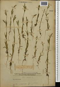 Silene conica subsp. conica, Кавказ, Азербайджан (K6) (Азербайджан)