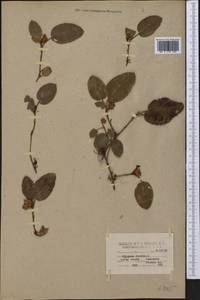 Epigaea repens L., Америка (AMER) (США)