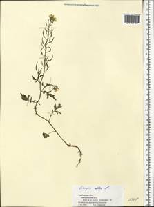 Горчица белая L., Восточная Европа, Центральный лесостепной район (E6) (Россия)