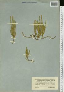 Spinulum annotinum subsp. alpestre (Hartm.) Uotila, Сибирь, Якутия (S5) (Россия)