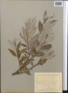 Ива, Средняя Азия и Казахстан, Копетдаг, Бадхыз, Малый и Большой Балхан (M1) (Туркмения)