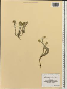 Alyssum dagestanicum Rupr., Кавказ, Дагестан (K2) (Россия)