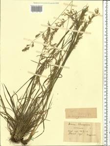 Трищетинник желтоватый (L.) P.Beauv., Восточная Европа, Центральный лесостепной район (E6) (Россия)