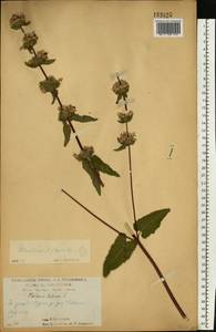 Зопничек клубненосный (L.) Moench, Восточная Европа, Центральный лесостепной район (E6) (Россия)