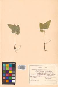 Майник широколистный (Alph.Wood) A.Nelson & J.F.Macbr., Сибирь, Дальний Восток (S6) (Россия)