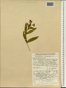 Кипрей волосистый, Кипрей мохнатый L., Монголия (MONG) (Монголия)