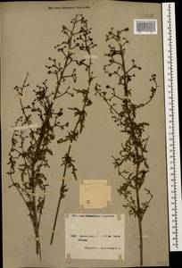 Scrophularia variegata subsp. cinerascens (Boiss.) Grau, Кавказ, Армения (K5) (Армения)