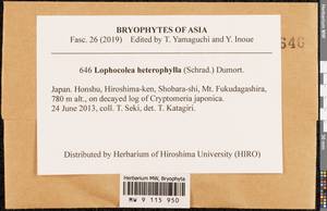 Lophocolea heterophylla (Schrad.) Dumort., Гербарий мохообразных, Мхи - Азия (вне границ бывшего СССР) (BAs) (Япония)