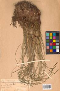 Осока дернистая L., Сибирь, Дальний Восток (S6) (Россия)