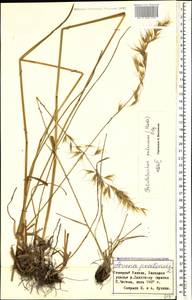 Avenula pubescens (Huds.) Dumort., Кавказ, Ставропольский край, Карачаево-Черкесия, Кабардино-Балкария (K1b) (Россия)