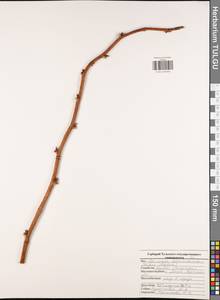 Малина обыкновенная L., Восточная Европа, Центральный район (E4) (Россия)