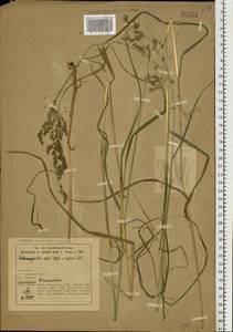 Вейник пурпурный (Trin.) Trin., Восточная Европа, Северный район (E1) (Россия)