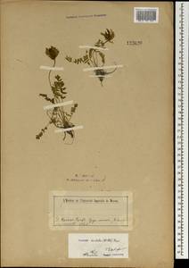 Остролодочник грязноватый (Willd.) Pers., Монголия (MONG) (Монголия)