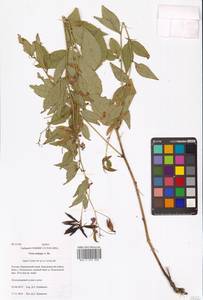 Горошек Ови Hosok., Сибирь, Дальний Восток (S6) (Россия)