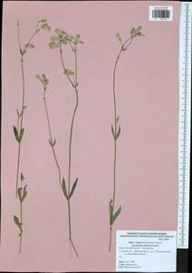 Смолевка обыкновенная, Хлопушка (Moench) Garcke, Восточная Европа, Центральный район (E4) (Россия)