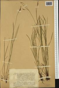 Carex ferruginea Scop., Западная Европа (EUR) (Италия)