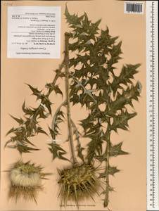 Cynara cornigera Lindl., Зарубежная Азия (ASIA) (Кипр)