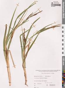 Carex utriculata Boott, Сибирь, Чукотка и Камчатка (S7) (Россия)