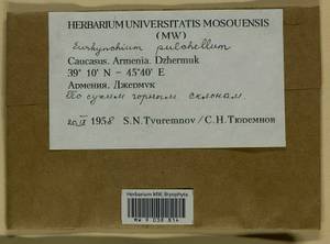 Eurhynchiastrum pulchellum (Hedw.) Ignatov & Huttunen, Гербарий мохообразных, Мхи - Закавказье (B13) (Армения)