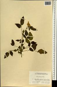 Rubus hirsutus Thunb., Зарубежная Азия (ASIA) (КНР)