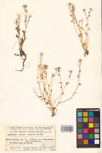 Ложечница гренладская L., Восточная Европа, Северный район (E1) (Россия)