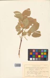 Бересклет Гамильтона Wall., Сибирь, Дальний Восток (S6) (Россия)