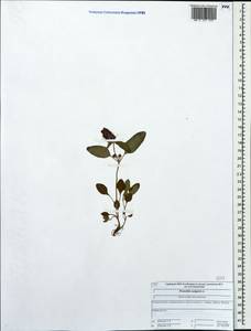 Черноголовка обыкновенная L., Восточная Европа, Центральный лесной район (E5) (Россия)