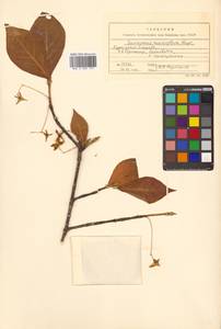 Бересклет большекрылый Rupr., Сибирь, Дальний Восток (S6) (Россия)