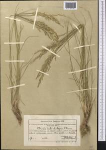 Бескильница длинночешуйная (V.I.Krecz.) Pavlov, Средняя Азия и Казахстан, Муюнкумы, Прибалхашье и Бетпак-Дала (M9) (Казахстан)