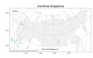 Cenchrus longispinus (Hack.) Fernald, Атлас флоры России (FLORUS) (Россия)