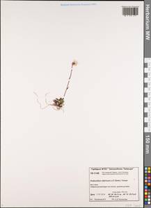 Эндоцеллион сибирский (J. F. Gmel.) J. Toman, Сибирь, Центральная Сибирь (S3) (Россия)