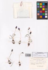 Мышиный гиацинт, Зарубежная Азия (ASIA) (Турция)