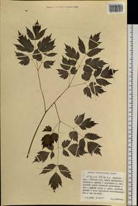 Actaea rubra subsp. rubra, Сибирь, Дальний Восток (S6) (Россия)