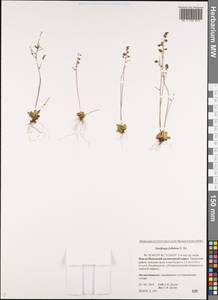 Камнеломка листочковая (R.Br.) Gornall, Сибирь, Западная Сибирь (S1) (Россия)