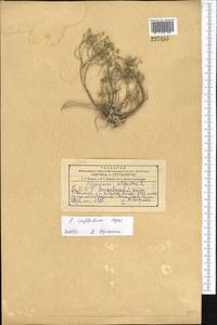 Odontarrhena inflata (Nyár.) D. A. German, Средняя Азия и Казахстан, Копетдаг, Бадхыз, Малый и Большой Балхан (M1) (Туркмения)