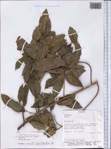 Ficus pertusa L. fil., Америка (AMER) (Парагвай)
