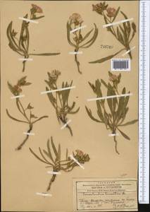 Вьюнок узколистный L., Средняя Азия и Казахстан, Западный Тянь-Шань и Каратау (M3) (Казахстан)