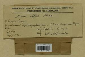 Plagiomnium affine (Blandow) T.J. Kop., Гербарий мохообразных, Мхи - Дальний Восток (без Чукотки и Камчатки) (B20) (Россия)